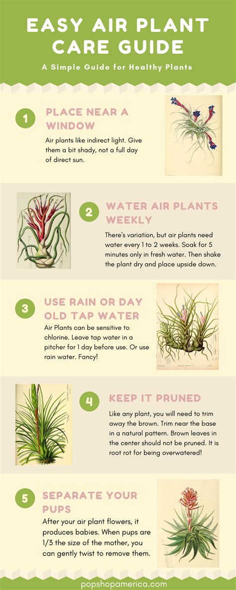 Air Plant Care Template