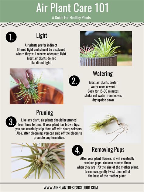 Air Plant Care Tips and Tricks