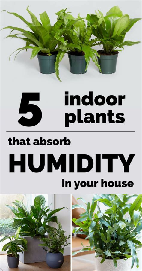 Air Plant Humidity Requirements