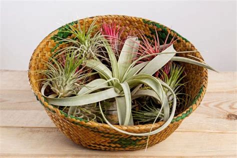 Air Plant Lighting Requirements