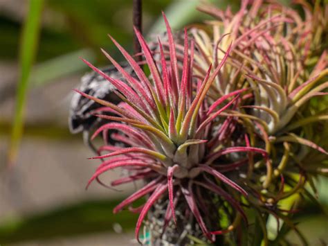 Air Plant Temperature Requirements