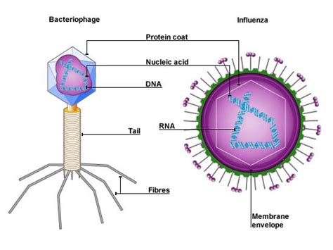 Image of akaryote cells under a microscope