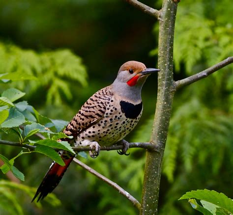 Alabama state bird