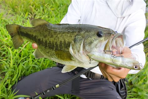 Alabama state fish