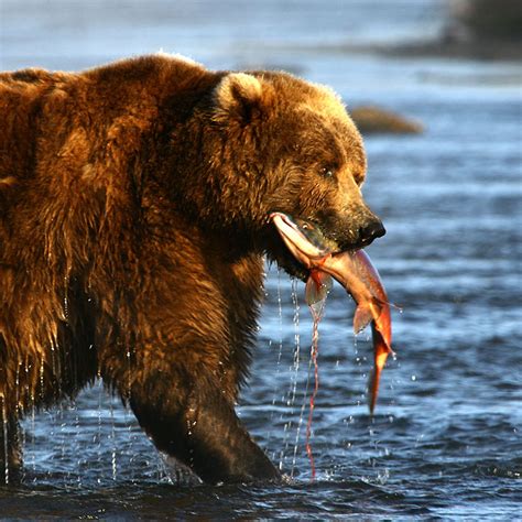 Alaska wildlife