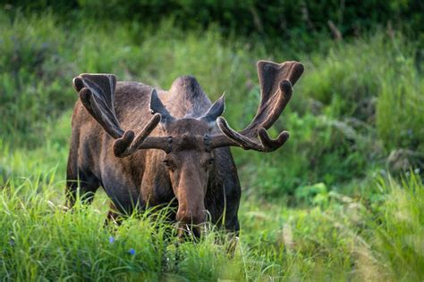 Alaskan Wildlife