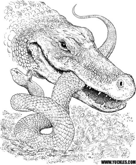 Alligator coloring book pages