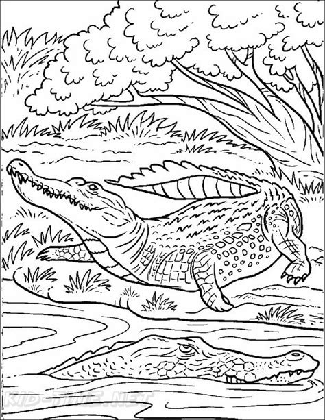 Alligator coloring pages for adults