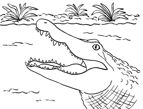 Alligator Printable Coloring