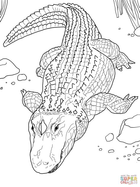 Alligator printable coloring pages