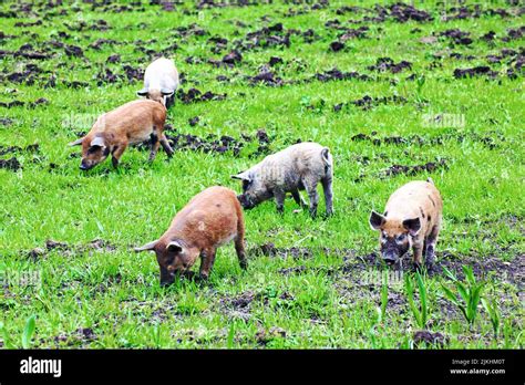 Diversity of Alpine Swine Breeds