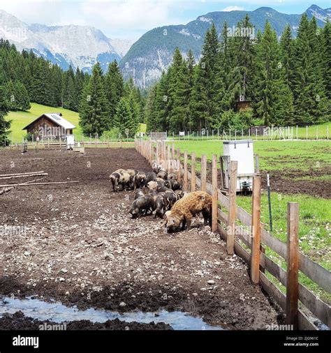 Characteristics of Alpine Swine