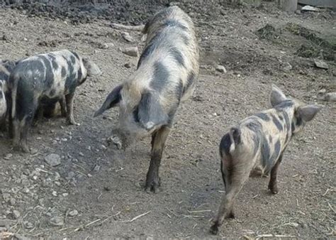 Conservation of Alpine Swine