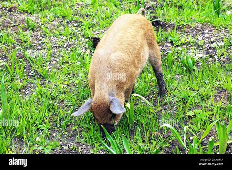 Alpine Swine in Farming