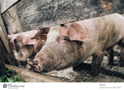 Alpine Swine and Sustainability