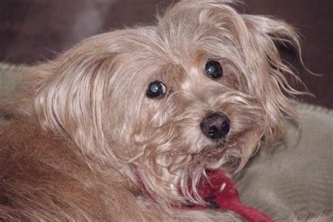 Pet owner holding a dog and a bag of pet food