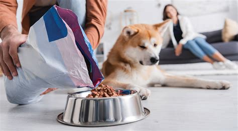 Alternatives for purchasing dog food