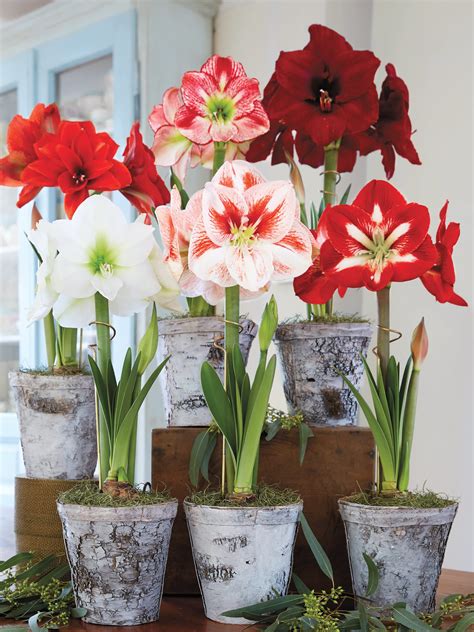 Amaryllis Christmas Flower Bulbs