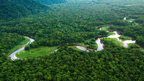 Tropical rainforest in the Amazon Reserve