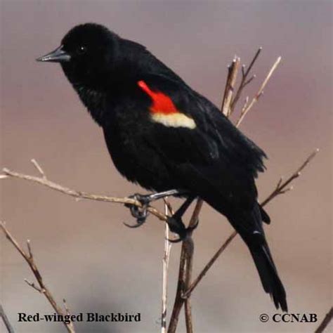 American Blackbird Call