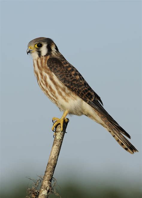 American kestrel perched