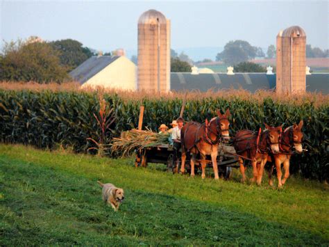 Amish Market Sustainable Living