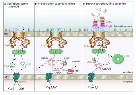 Amyloid system illustration