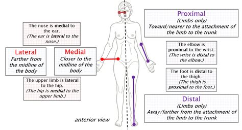 Anatomical Infundibulum Example