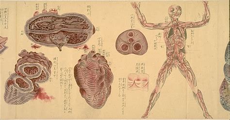 Anatomy of the Asian Butt