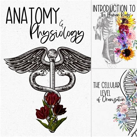 Anatomy Binder Cover Template 2