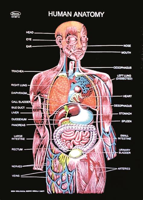 Anatomy Body Chart