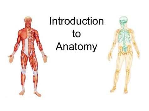 Introduction to Anatomy