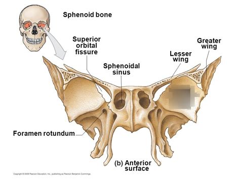 Anatomy of Sphenoidal Sinuses