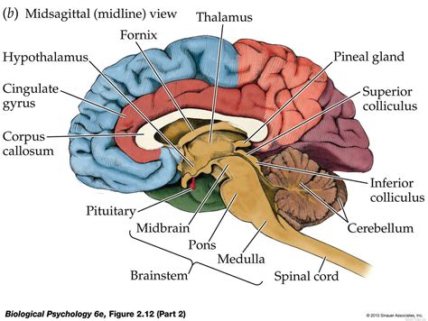 Anatomy of the Brain