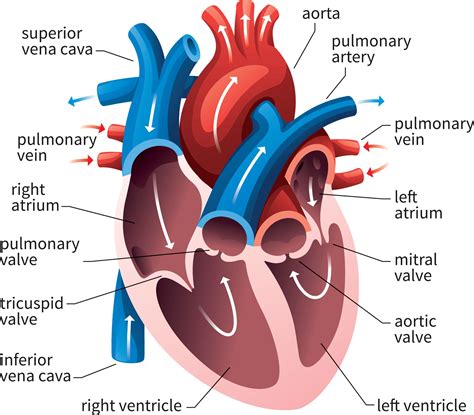 Anatomy of the Heart