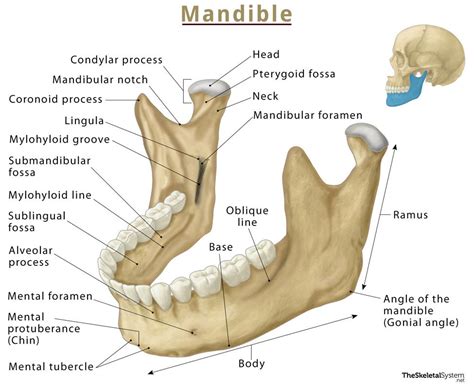 Anatomy of the Jaw Explained