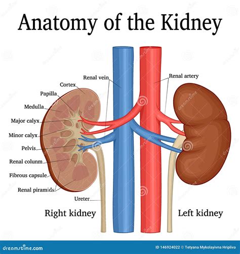 Anatomy of the Kidneys