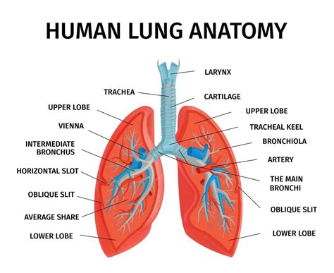 Anatomy of the Lungs