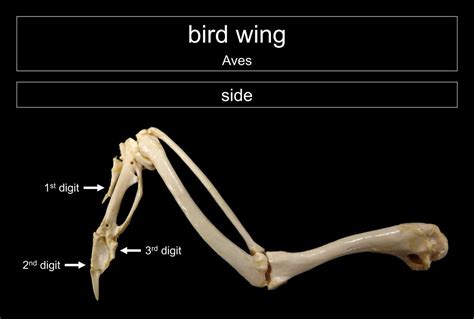 Detailed view of wing bone anatomy