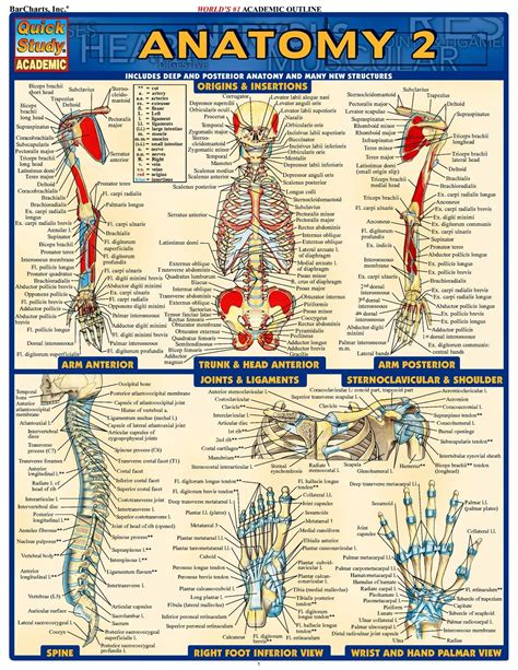 Anatomy Study Resources