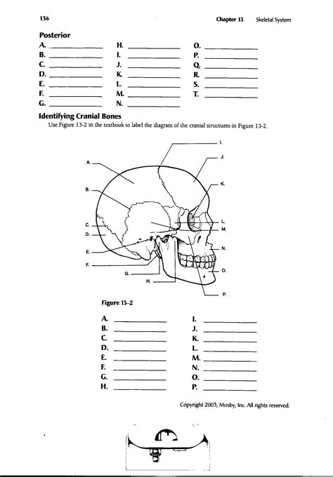 Anatomy Worksheet Resources for College Students