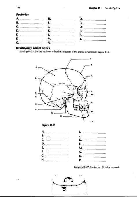 Anatomy Worksheets for College Students Labeling