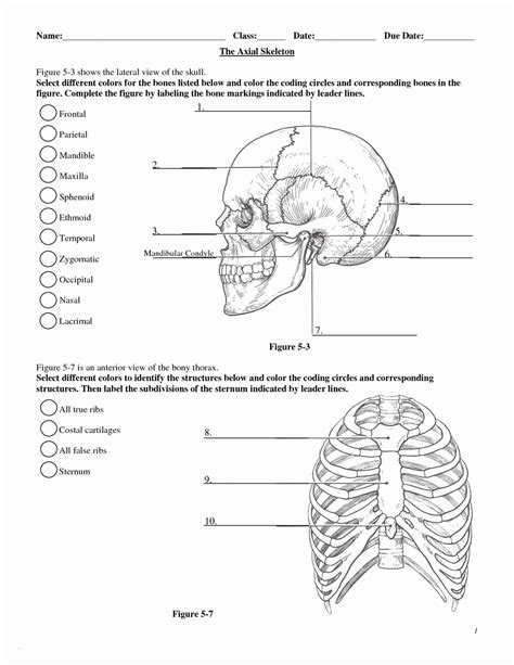 Anatomy Worksheets for College Students Practice