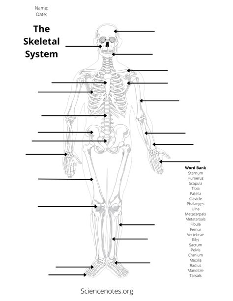 Anatomy Worksheets for College Students Study