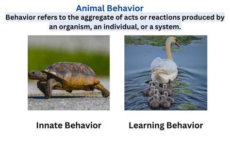 Understanding Animal Behavior