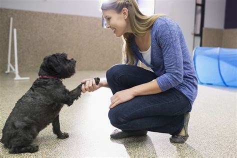 Animal behaviorist