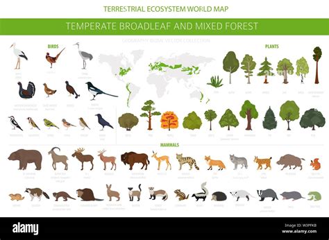 Animal Ecosystem Map