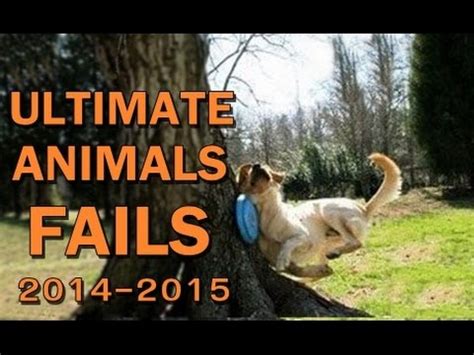 Animal Fails Compilation