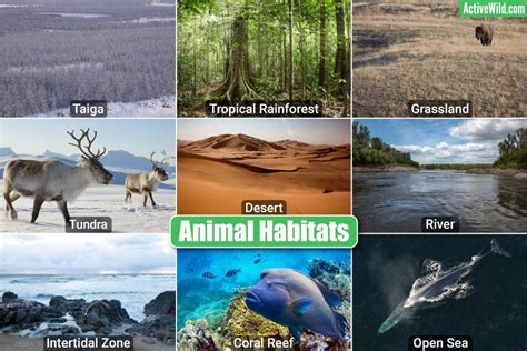 Animal habitats worksheet for 3rd graders