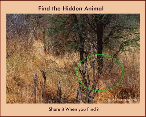 A picture of a forest with hidden animals